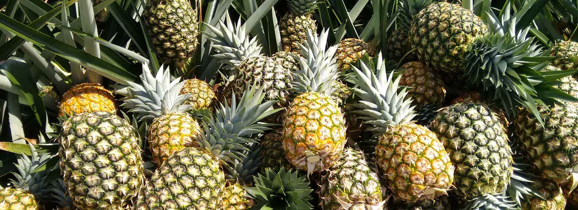 Panama Pineapple Farm Agriculture Investment Opportunity