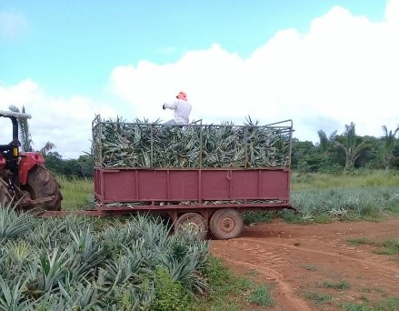 pineapple farm seed stock