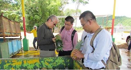Chinese phytosanitary experts visit pineapple plantations in Panama