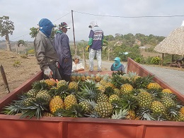 first pineapple harvest unloading