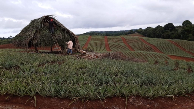 Colorada Fresh Pineapples Farm Sep 2019