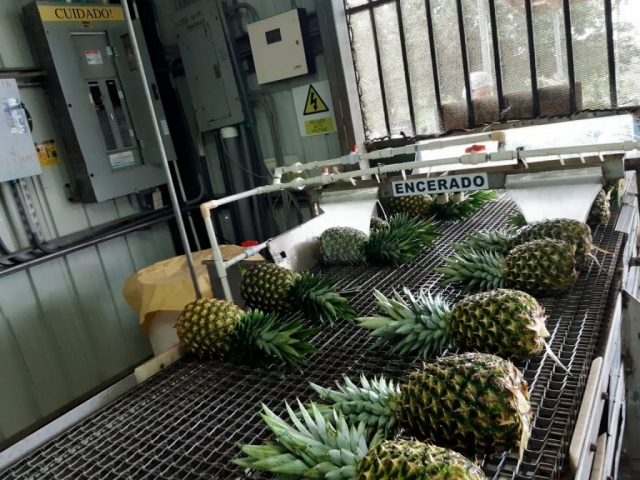Colorade Fresh Pineapples packed in packhouse for export