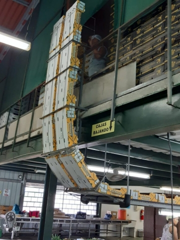 Colorade Fresh Pineapples packed in packhouse for export