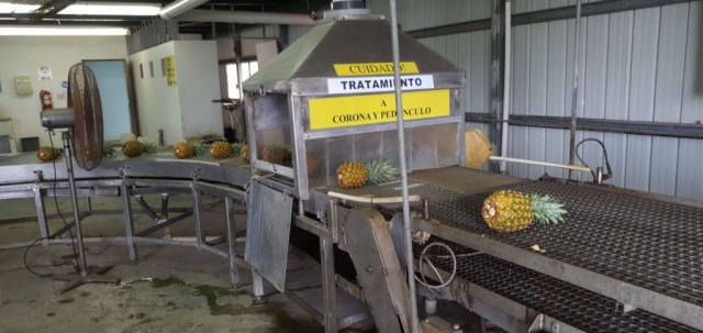 Our Colorada Fresh Pineapples at packhouse being packed for air shipping