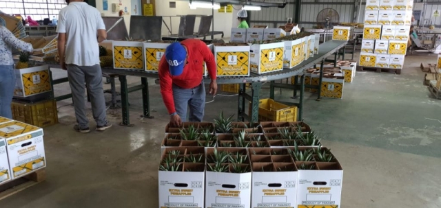 Our Colorada Fresh Pineapples at packhouse being packed for air shipping