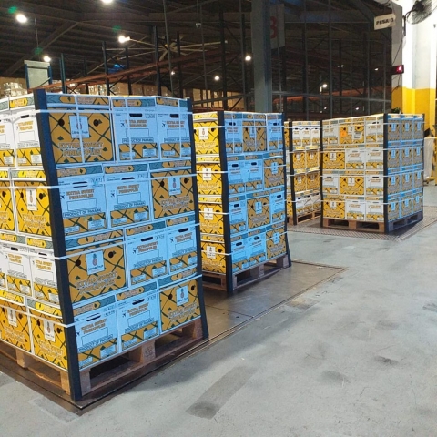 Our Colorada Fresh Pineapples at packhouse being packed for air shipping