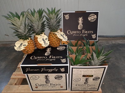 Caimito Fruits pineapples displayed with boxes
